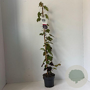 Vitis vinifera 'Purpurea' 80-100 cm 2,0L
