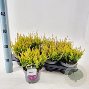 Calluna v. Garden Girls Lilith 15-20 cm P13