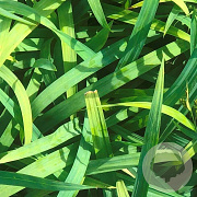 Carex laxiculmis 'Bunny Blue' GM P9
