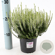 Calluna v. 'Alicia' 15-20 cm P13