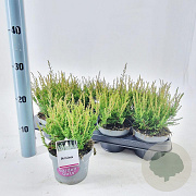 Calluna v. 'Amina' 15-20 cm P13