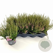 Calluna v. 'Angie' 15-20 cm P13