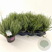 Calluna v. 'ASLI' 15-20 cm P13