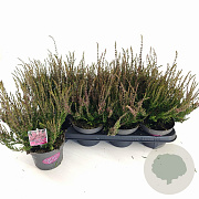 Calluna v. 'Athene' 15-20 cm P13