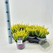 Calluna v. 'Aurica' 15-20 cm P13