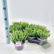 Calluna v. 'Coco' 15-20 cm P13