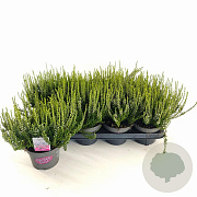 Calluna v. 'Elisa' 15-20 cm P13