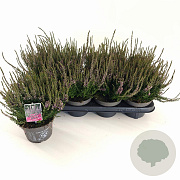 Calluna v. 'Hilda' 15-20 cm P13