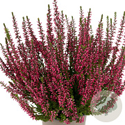 Calluna v. 'Martina' 15-20 cm P13