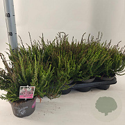 Calluna v. 'Twin Girls' 15-20 cm P13