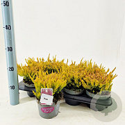 Calluna v. 'Zoe' 15-20 cm P13