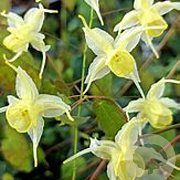 Epimedium 'Flowers of Sulphur' GM P9