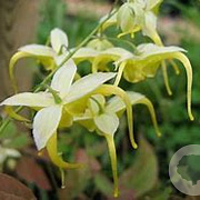 Epimedium lishihchenii GM P9