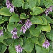 Hosta 'Purple Heart' GM P9