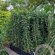 Hedera hibernica 150 cm 2,0L met stok