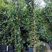 Hedera hibernica 180 cm 2,0L met stok