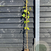 Humulus lupulus 150-175 cm vierkant rond 5,5L