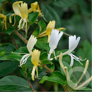 Lonicera jap. 'Halliana' 150-175 cm vierkant rond 5,5L