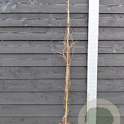 Parthenocissus quinq.engelmannii 150-175 cm vierkant rond 5,5L