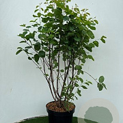 Amelanchier spicata 100-125 cm 7,5L