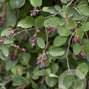 Amelanchier spicata 50-80 cm 3,0L