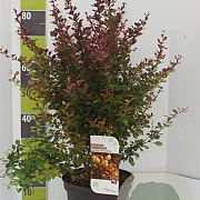 Berberis thunb. 'Atropurpurea' 60-80 cm 7,5L