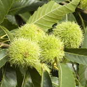 Castanea sativa 200-250 cm 7,5L spil gestokt overjarig