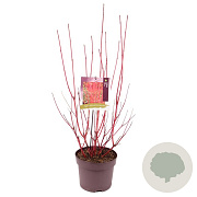 Cornus alba 'Sibirica' 60-80 cm 7,5L