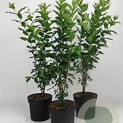 Euonymus europaeus 80-100 cm 7,5L