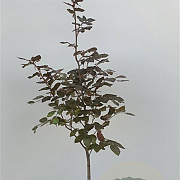 Fagus syl. 'Atropunicea' 100-125 cm 3,5L