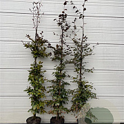 Fagus syl. 'Atropunicea' 150-175 cm 12L