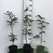 Fagus syl. 'Atropunicea' 40-60 cm 3,5L