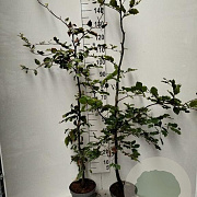 Fagus sylvatica 125-150 cm 5,0L
