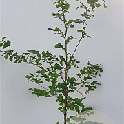 Fagus sylvatica 125-150 cm 7,5L