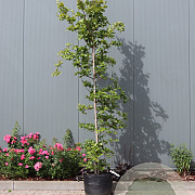 Fagus sylvatica 175-200 cm 7,5L