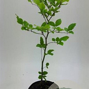 Fagus sylvatica 60-80 cm 3,5L