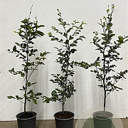 Fagus sylvatica 80-100 cm 3,5L