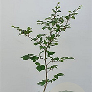 Fagus sylvatica 80-100 cm 5,0L