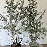 Hippophae rhamnoides 100-125 cm 7,5L