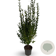 Ligustrum ovalifolium 100-125 cm 12L