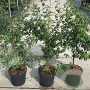 Prunus spinosa 100-125 cm 7,5L