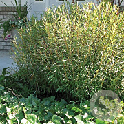 Salix purpurea 'Nana' 50-60 cm 7,5L