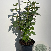 Viburnum lantana 60-80 cm 7,5L