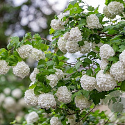 Viburnum opulus 'Roseum' 80-100 cm 7,5L overjarig