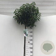 Prunus l. 'Angustifolia' 150 cm stam 12L