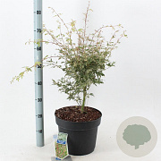 Acer pal. 'Butterfly' 80-100 cm 10L