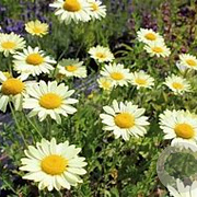 Anthemis hyb. 'E.C. Buxton' GM 2,0L