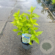 Callicarpa bod. Magical Snow Queen 30-40 cm 2,0L