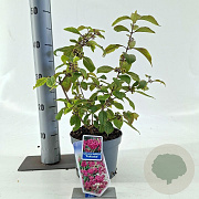 Callicarpa bod. 'Profusion' 40-50 cm 2,0L