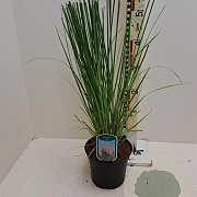 Cortaderia s. 'Rosea' GM  P11